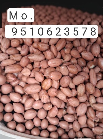 ગિરનાર 4 મગફળી બીજ વેચવાનું