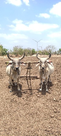 વેચવાના છે