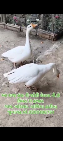 એક જોડીના 3500 એક જોડીના 11000 ભાઈ