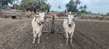 ભરદ વેચવાના છે