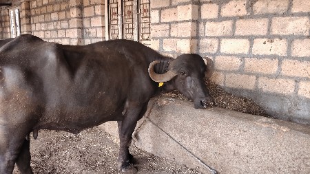 આ ભેંસ વેચવાની છે