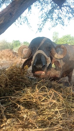 તન વેતર ની છે