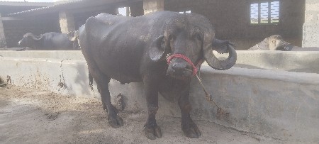 પાડો વેચવા નો છે