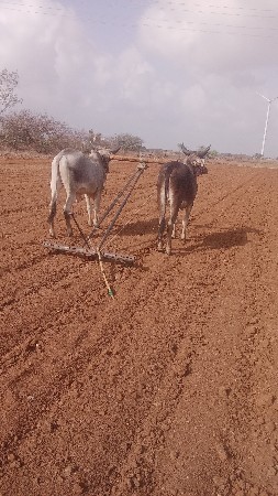 ચાર ચાર દાતે