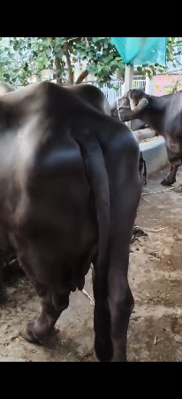 ભેંસ વેચવાની છે
