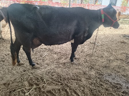 ગીર ક્રોસ ગાય વેચવાની છે