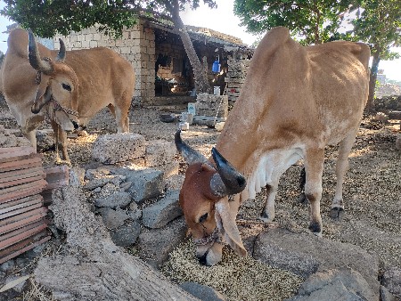ગોઢલા વેચવાના છે