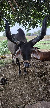 બડદ