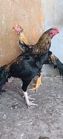પેરોટ વિક 2 મેલ