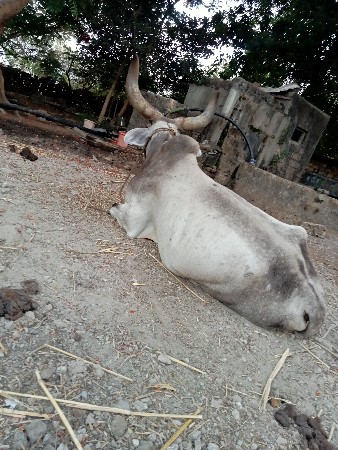 બળદ વેચવાનો છે