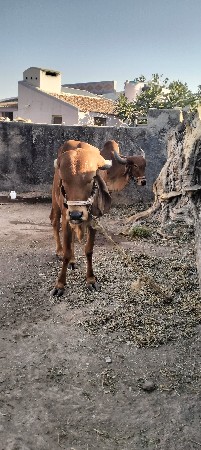 ગાય વેચવાની છે બે વરસની હોડકી