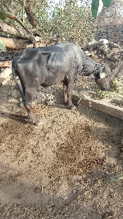 ખળેલુ વેસવાનુ છે