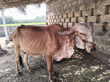 ગાય વેચવાની છે