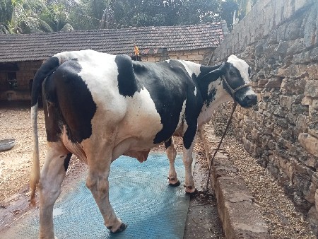 વેચવાની