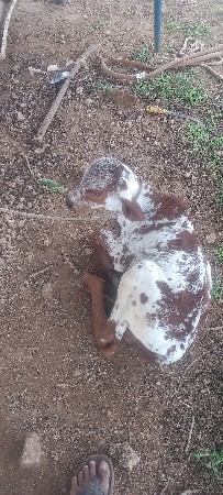 વેચવાની છે