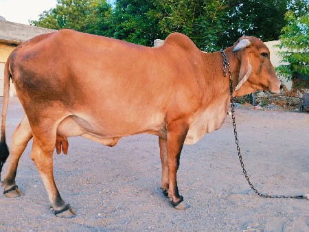 ગાય વેચવાની