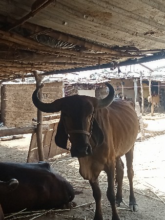 ઍક3મહીનાનિગાભણીછે
