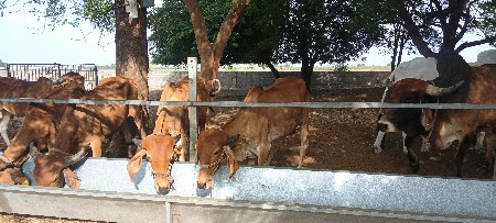 ગોઢલા વેસવાના છે