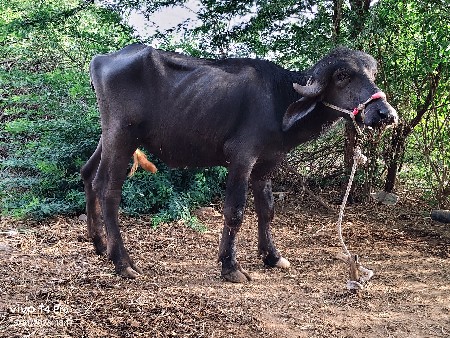 પાડી વેસવાની છે