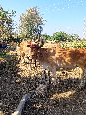 બળદ વેચવાના છે