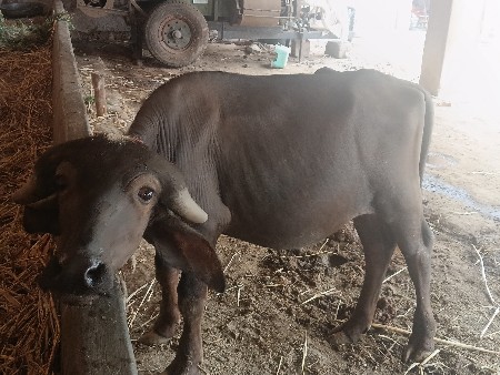 જાફરાબાદિ પાડો વેચવાનો છે.
