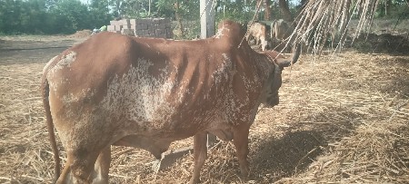 ડાબી બાજુ હાલે