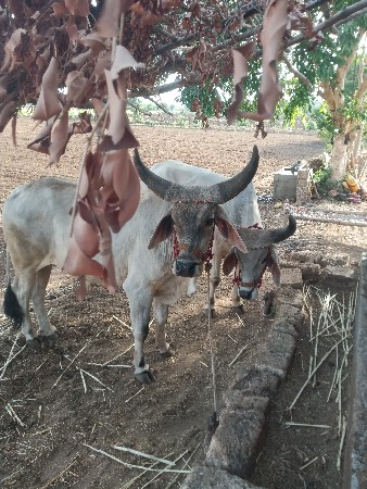 ગોઢલા