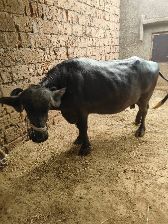 ભેંસ વેચવાની છે