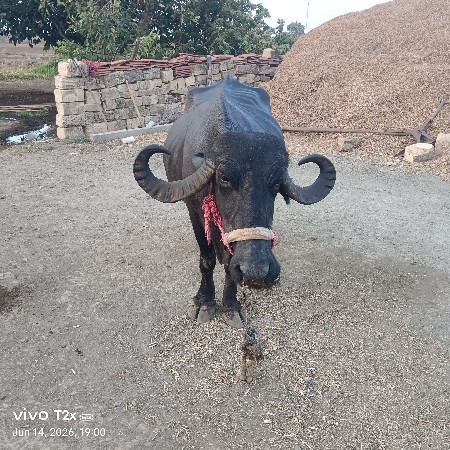 ચોથું વેતર