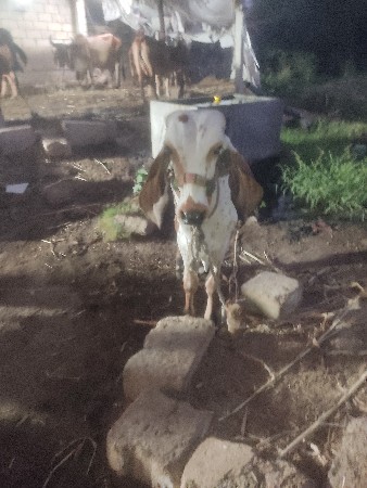 11 મય નાનો
સફેદ કાબરો