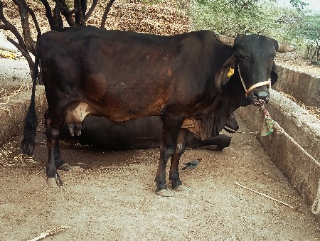 ગીર ક્રોસ