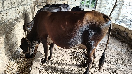 વેચવાની
