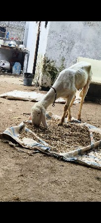 ઘૅટી છે ગાડર છે મહિના નિ ઘાભણ છે