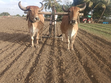 ગોધલા વેચવાના છે