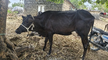 HF ક્રોસ