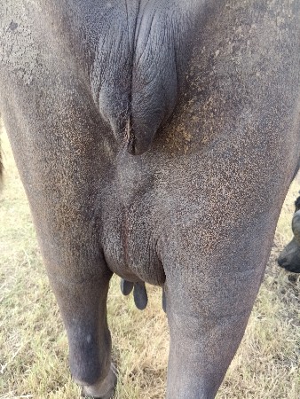 ભેંસ વેચવાની છે