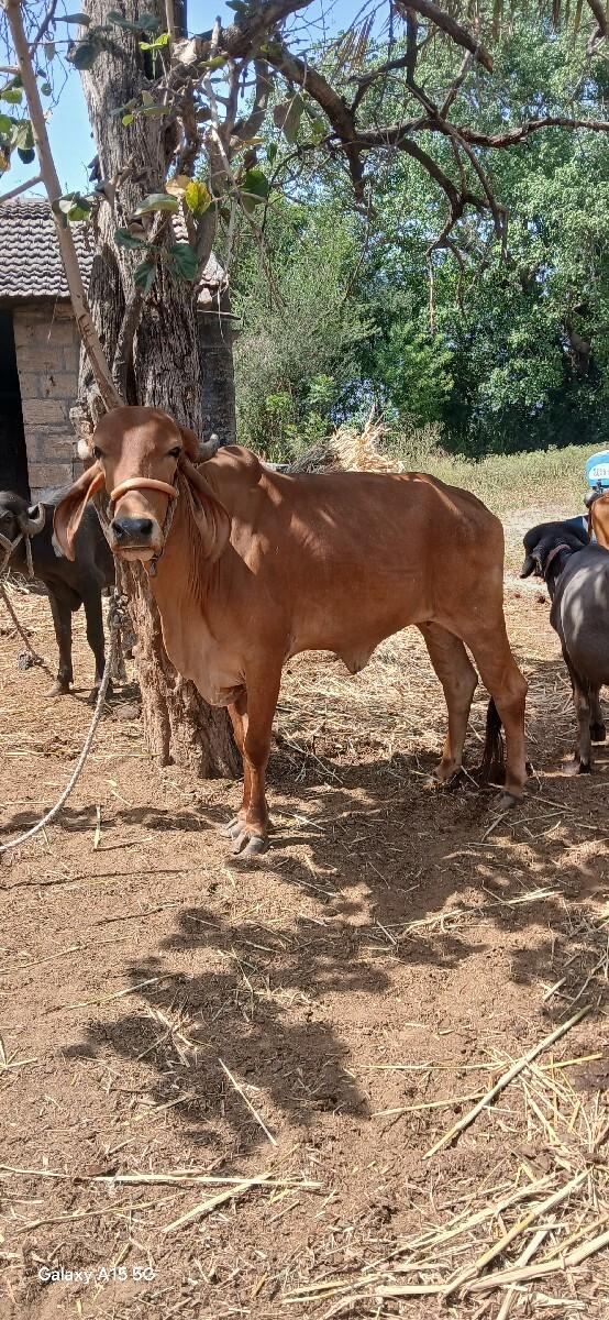 હોડકી દેવાની છે.