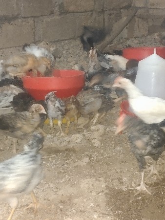 દેશી પાટડા