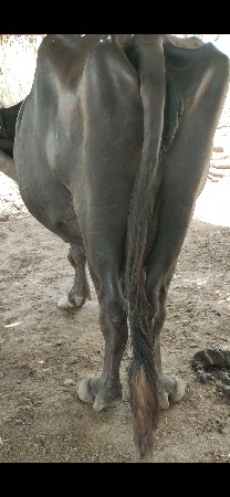 ટોટલ જવાબદારી થી આપવાની છે