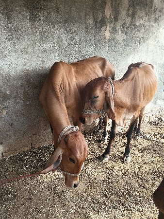 2 vachadi vechavani che.
