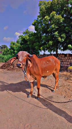 , હોડકી વેચવાની છે