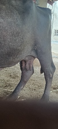 જાફરાબાદી ભેસ સે