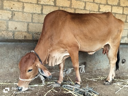 ફ