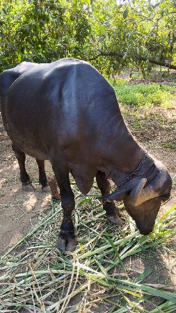 પેલવતરી ખડેલી વેચવાની છે.