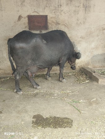 ત્રણ ભેંસ વેચવાની છે