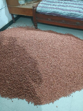 k,41mandvi biyaran 33500