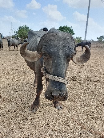વેચવાની છે