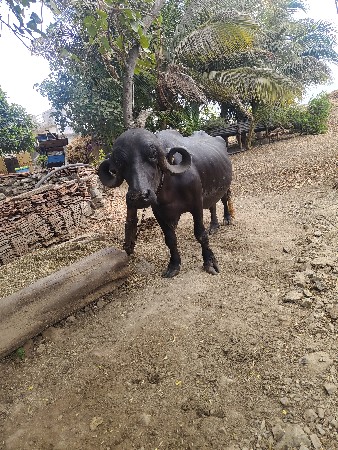 કાગડા જીવાભાઈ