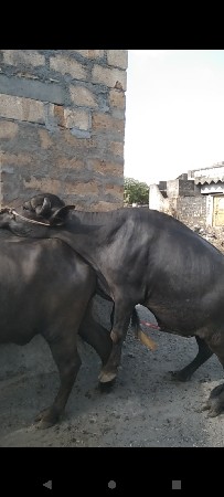 બીજાવાડા નો પાડો વેચવાનો છે