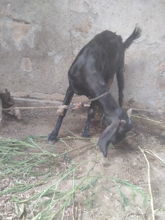 બકરી